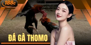 Đá Gà Thomo Trực Tiếp 100+ Trận Đấu Kịch Tính Hàng Ngày